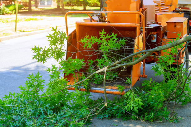 Best Tree Risk Assessment  in Caseyvle, IL